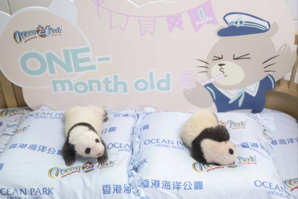 The twin giant panda cubs turned one month on Saturday. Photo: Ocean Park