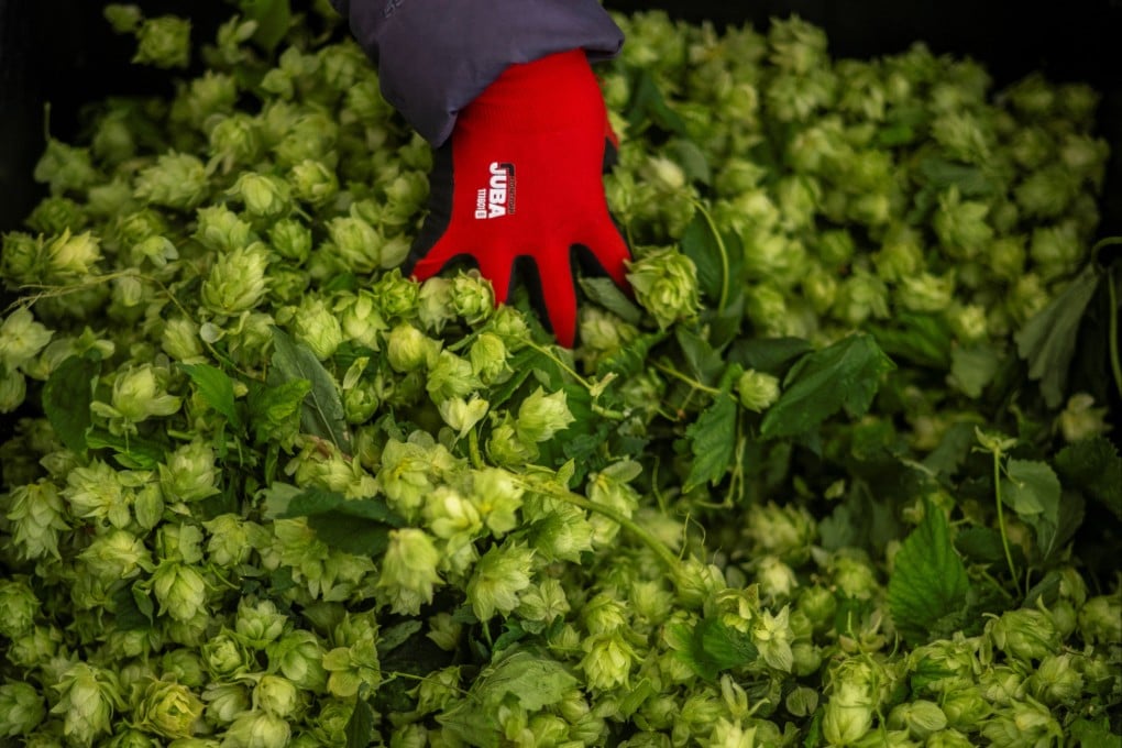 Indoor-grown hops in Spain. Hops are a vital ingredient in beer, adding a fruity flavour and bitterness. Rising temperatures and increased droughts have affected harvests, so indoor solutions are being researched. Photo: AFP