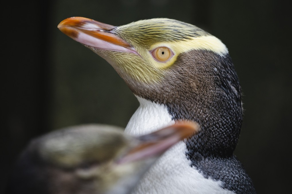 The hoiho, or yellow-eyed penguin. Its numbers have dropped perilously by 78 per cent in the past 15 years. Photo: AP