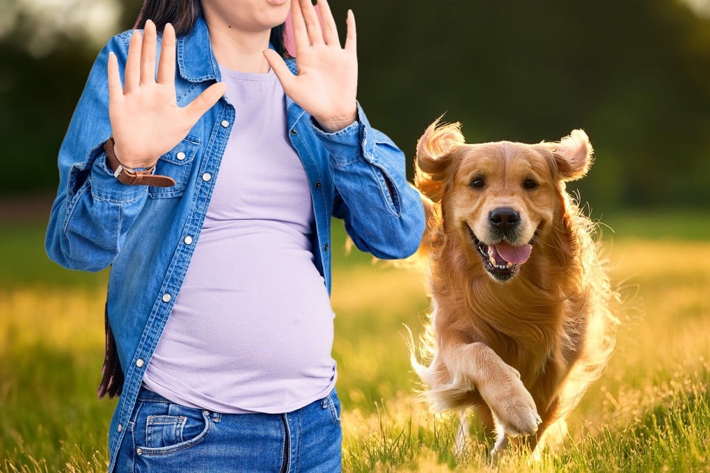 A dog owner in China compensates US$12,600 after their pet startled a pregnant woman, leading to a miscarriage. Photo: SCMP composite/Shutterstock