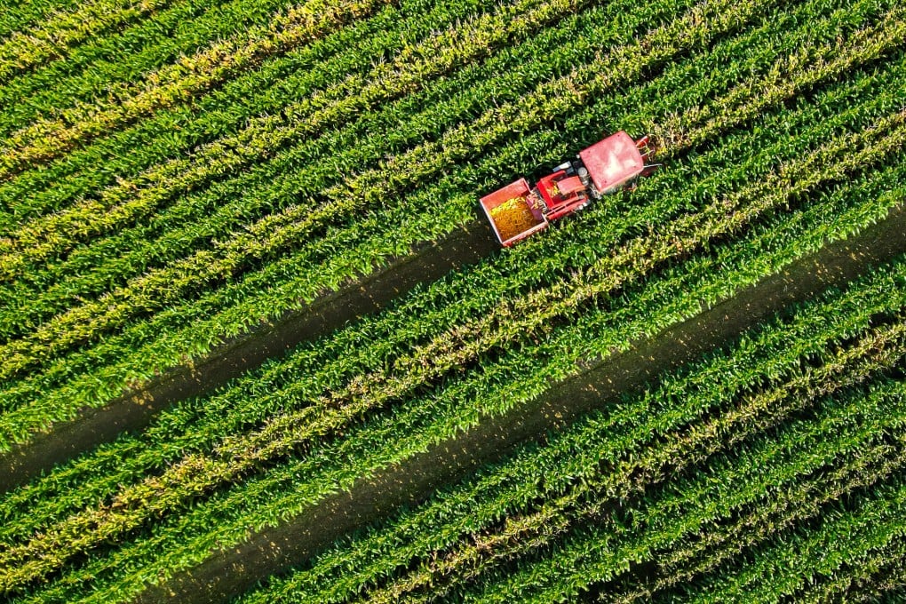 A farm machine harvests spring corn in a high-yield demonstration area in Li Que Town, Guangrao County, Dongying City, Shandong province, on August 16, 2024. Photo: Xinhua