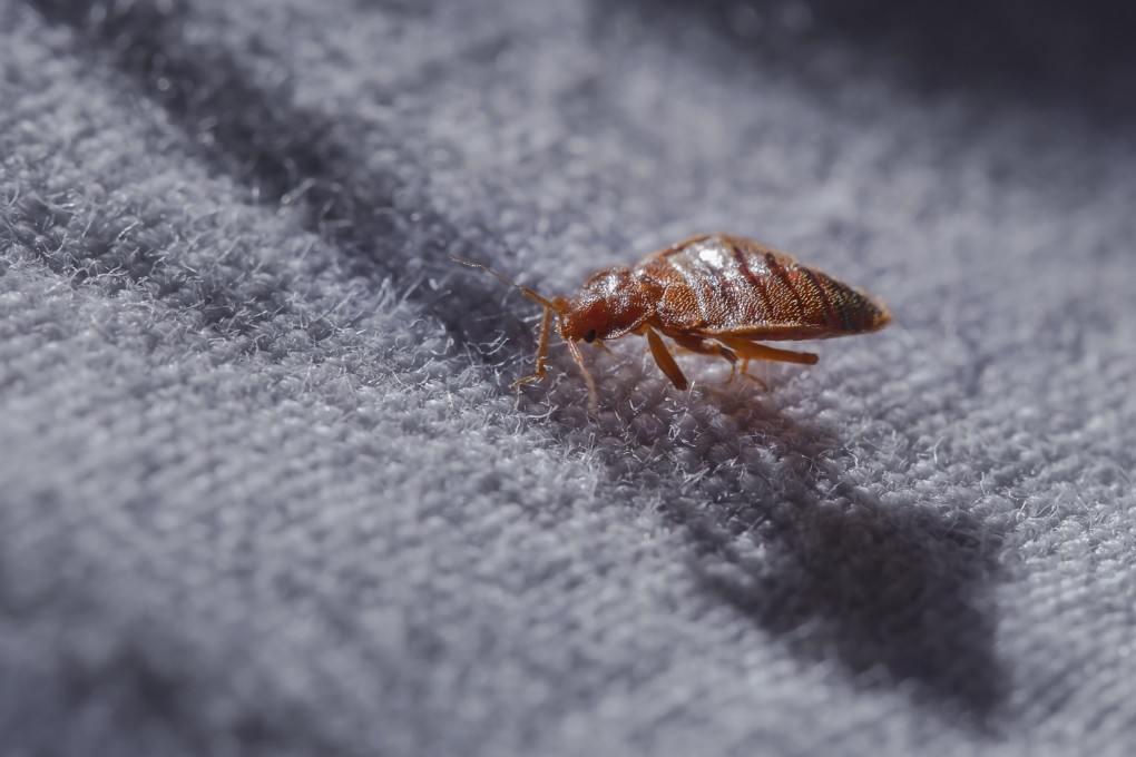 A patient in a post-admission care unit complained of itchy skin before staff found bedbugs in his bedding. Photo: Shutterstock