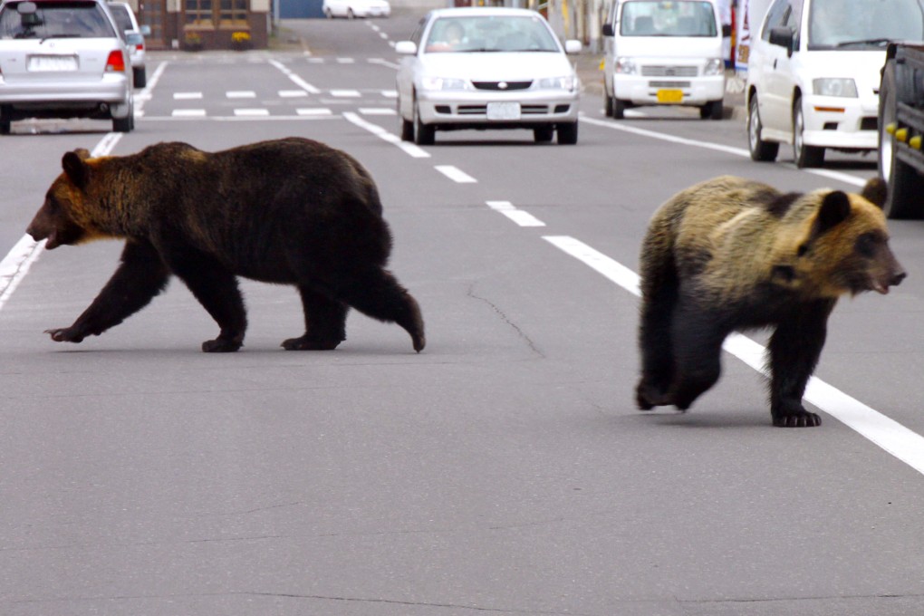 The demand for bear spray in Japan has skyrocketed, with many shops selling out quickly, leaving residents vulnerable to attacks. Photo: Shari town local government/AFP