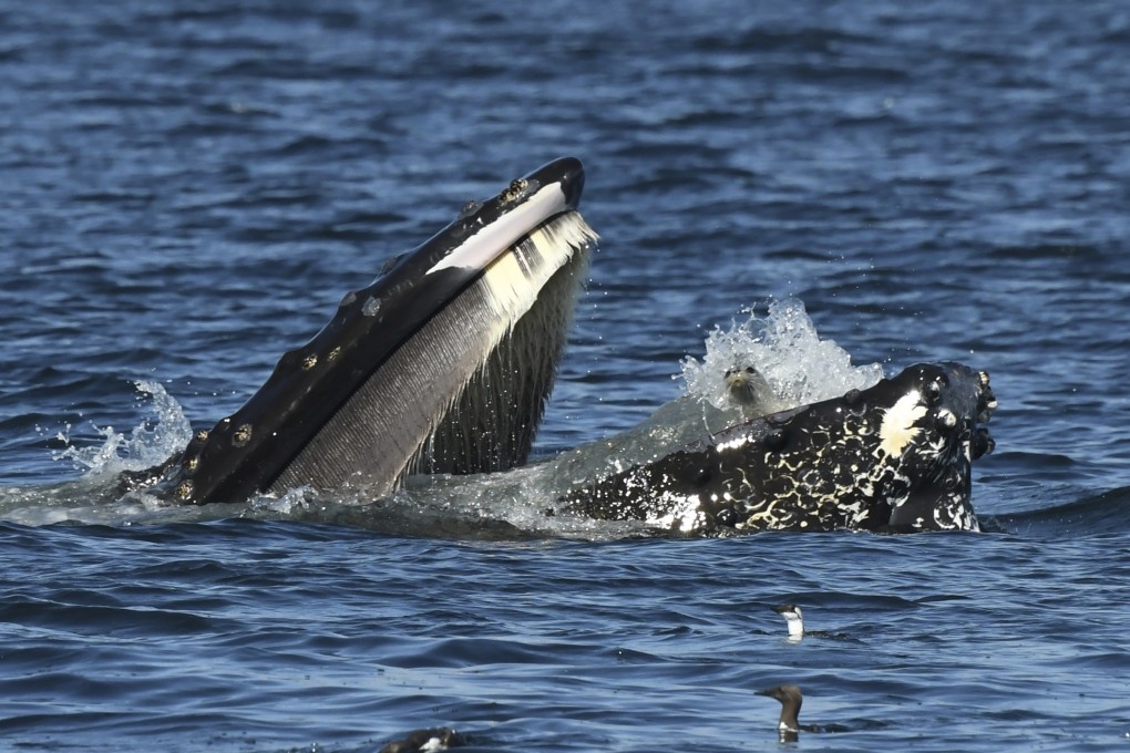 A seal is seen in the mouth of a humpback whale on Thursday in the waters off of Anacortes, Washington. Photo: Brooke Casanova/Blue Kingdom Whale and Wildlife Tours via AP
