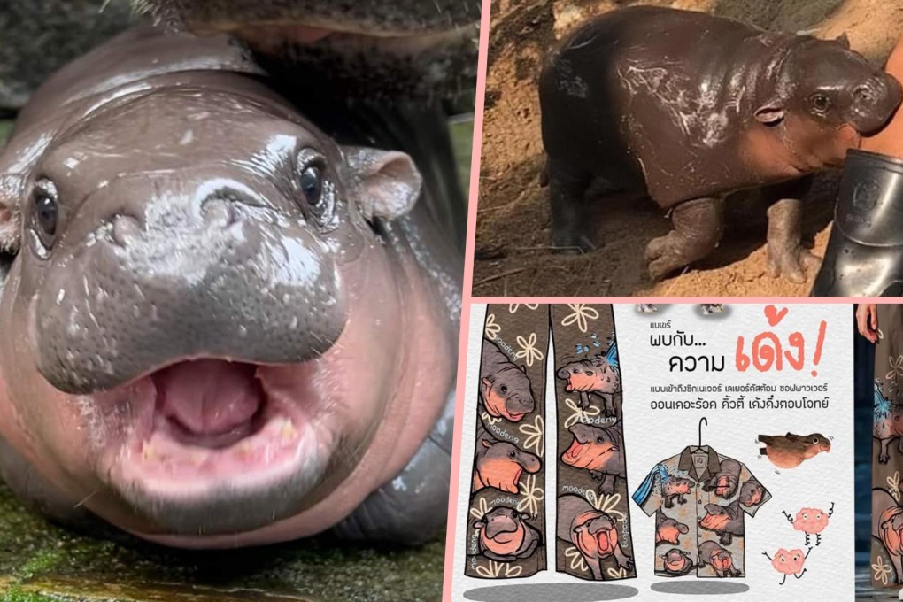 Thai baby hippo Moo Deng has taken the internet by storm with her undeniable cuteness, attracting zoo visitors and becoming a viral sensation. Photo: SCMP composite/Facebook/X.com