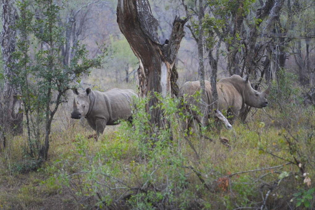 South Africa’s innovative dehorning programme has seen success in reducing rhino poaching. Photo: AP