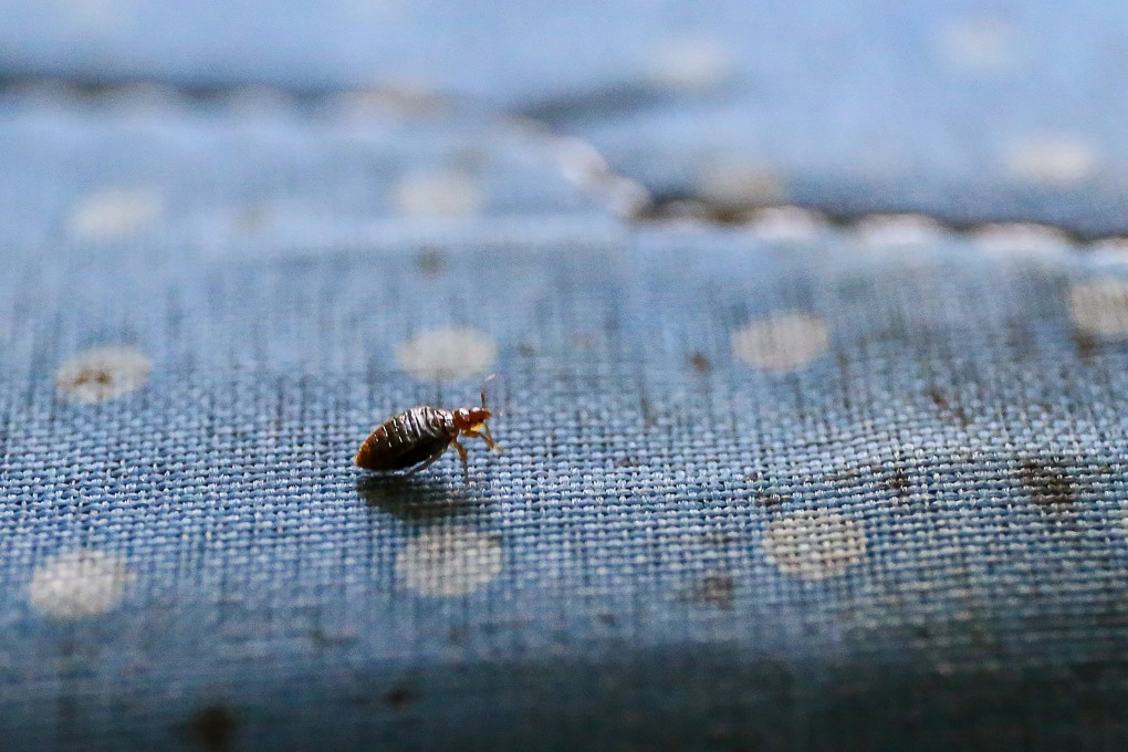 Bedbugs are usually found in mattresses, cracks in bedframes, upholstery, chairs and sofas. Photo: Rachel Cheung