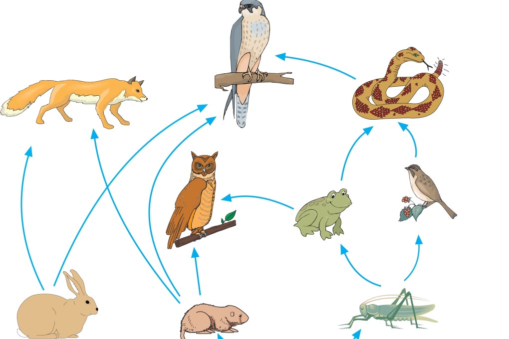 Simple Basic Food Web How To Make Simple Food Webs