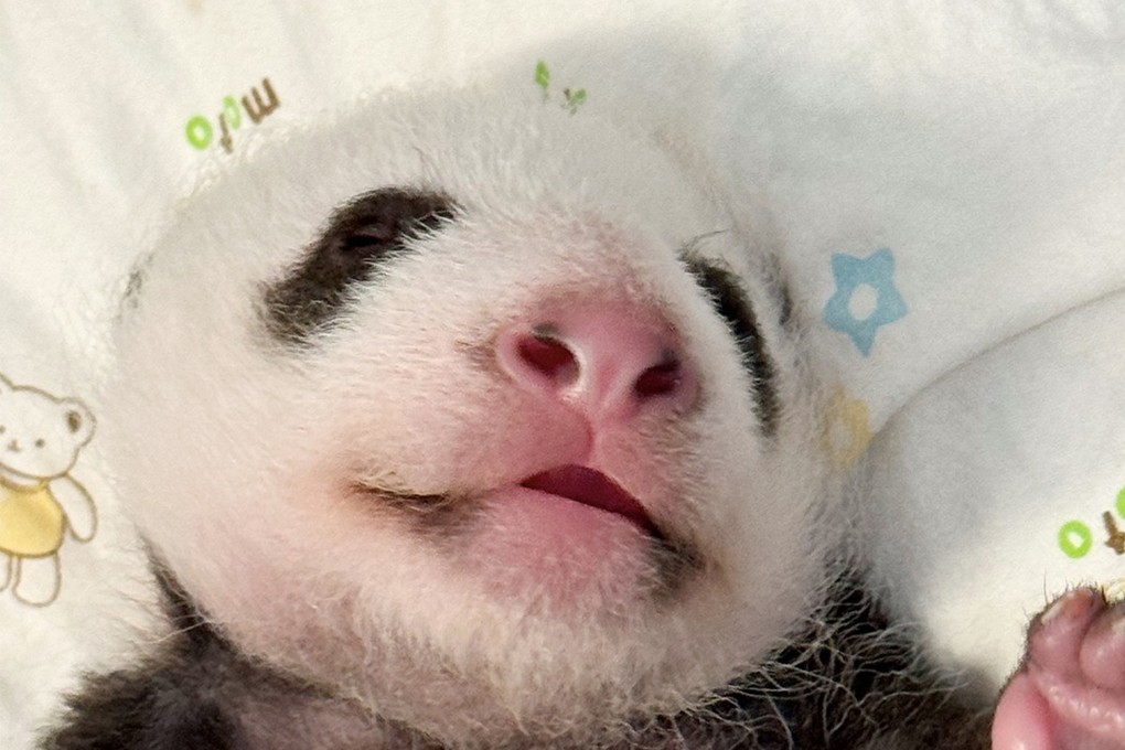 “Little Sister” takes a small nap as she reaches five weeks old. Photo: Handout