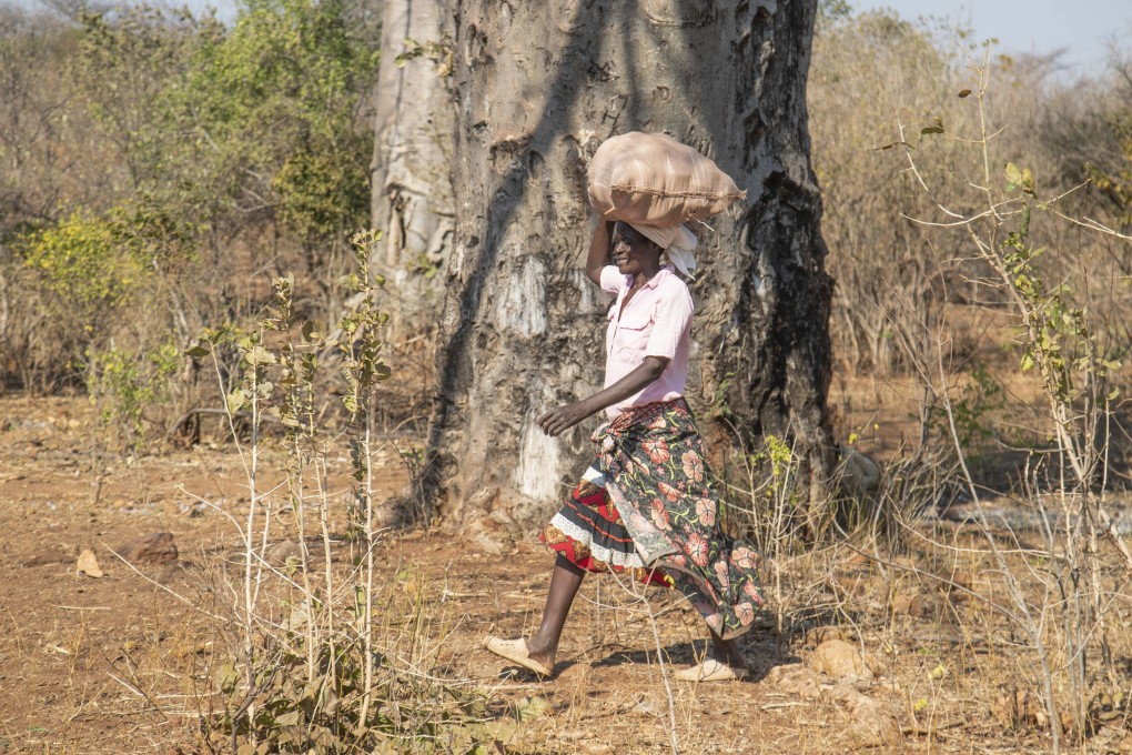 Loveness Bhitoni carries baobab fruit harvested from trees in Mudzi, Zimbabwe. Demand for the fruit, which is packed with healthy properties, is growing worldwide, but its harvesters are living on the poverty line. Photo: AP