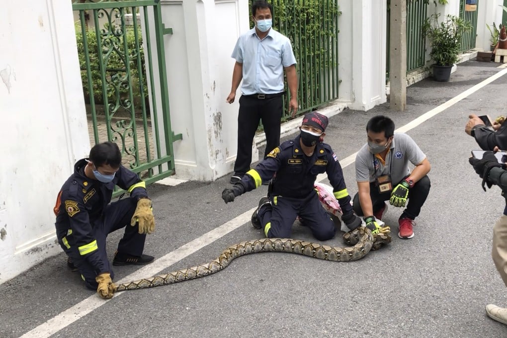 Firefighters with a reticulated python captured in Bangkok. The snake is the largest found in Thailand. Photo: AP