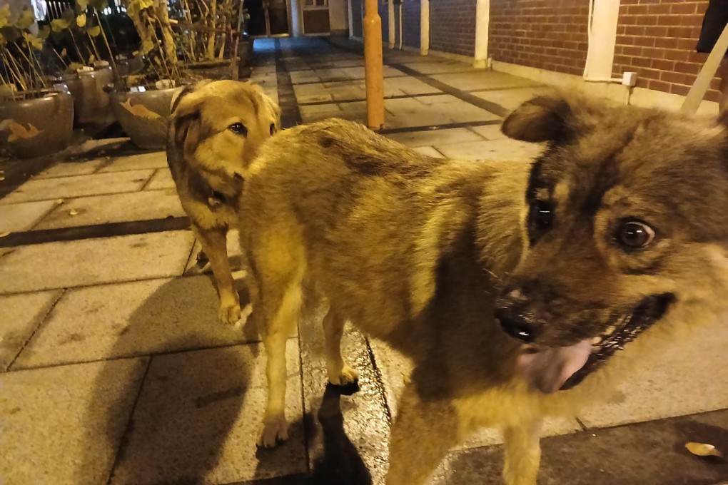 The monastery on Sunday released pictures of the two dogs together again. Photo: Po Lin Monastery