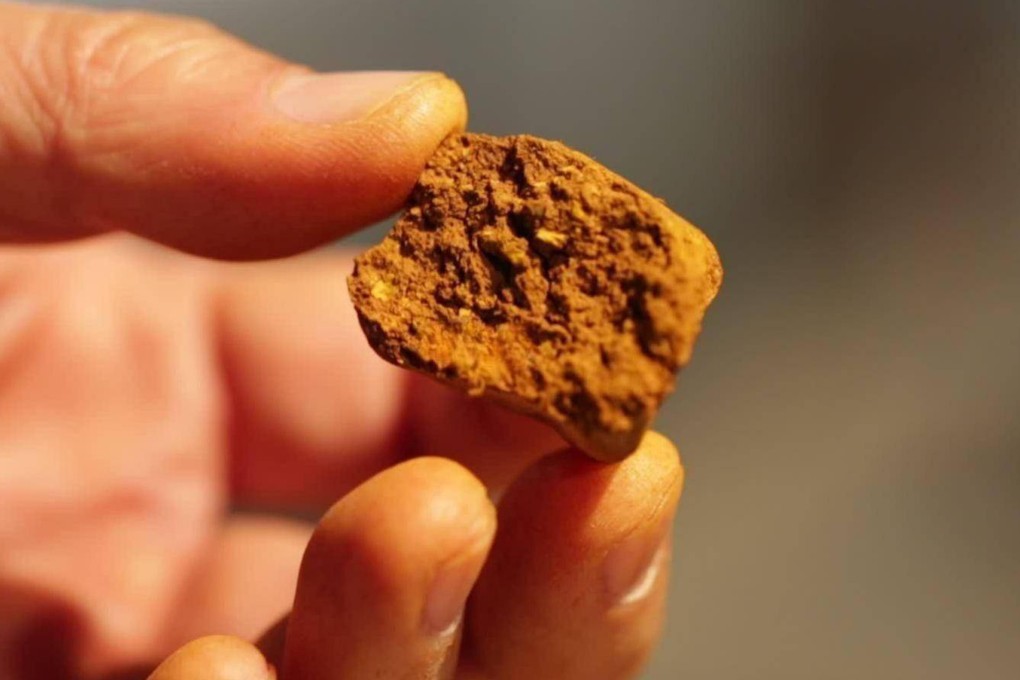 Ox gallstones attract a high price due to their rarity and fragility, making them difficult to transport. Photo: Soho/钛媒体APP