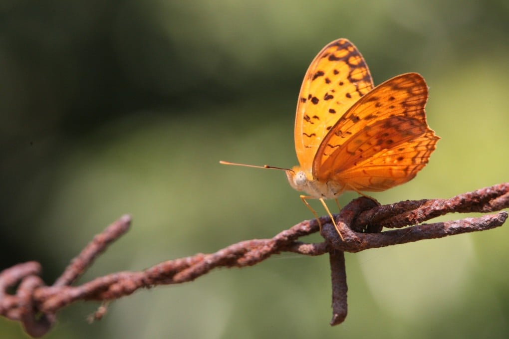 The common leopard butterfly in Lung Kwu Tan, Tuen Mun. The species is among those considered “very rare”. Photo: Green Power