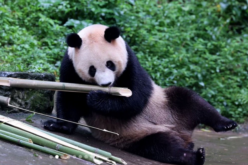 One of the pandas living at the Dujiangyan base of the China Conservation and Research Centre. Beijing has gifted two of the animals to Hong Kong. Photo: Handout