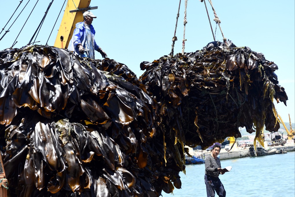 Workers load seaweed onto trucks in Rongcheng, Shandong, China. A research team has discovered that eating a form of brown algae seaweed could help prevent Parkinson’s disease, a neurodegenerative condition. Photo: Xinhua