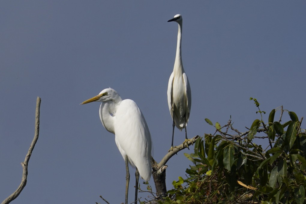 Migratory birds at Mai Po Wetlands near the Hong Kong-China border. The Merlin Bird ID app lets birdwatchers quickly identify species they encounter in different parts of the world by uploading a photo or a recording of their song. Photo: Sam Tsang