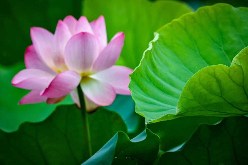 A team of Chinese researchers has built a leaf transpiration generator (LTG) prototype device to show that electricity can be generated using lotus leaves. Photo: K.Y. Cheng