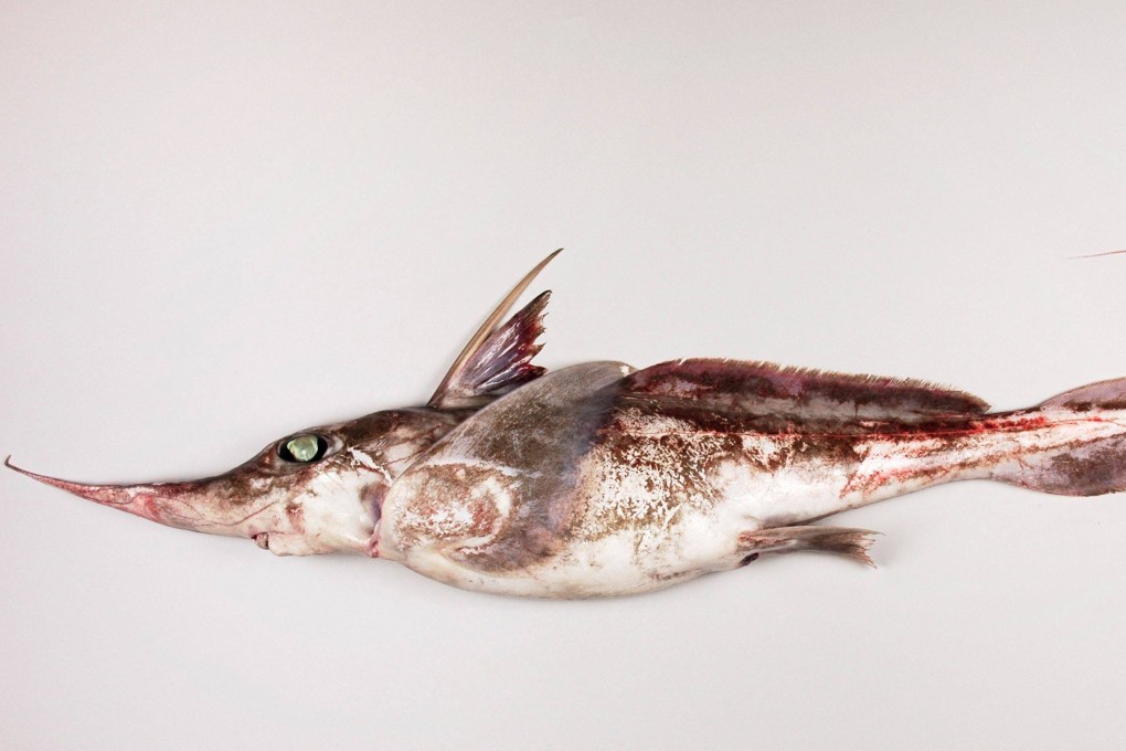 The Australasian Narrow-nosed Spookfish was found living in the deep waters of Australia and New Zealand. Photo: National Institute Of Water and Atmospheric Research Ltd / Handout via AFP