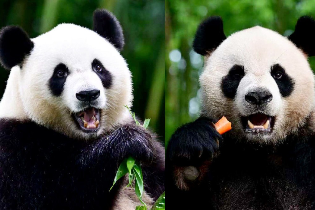 Ke Ke (left) and An An. Photo: Handout