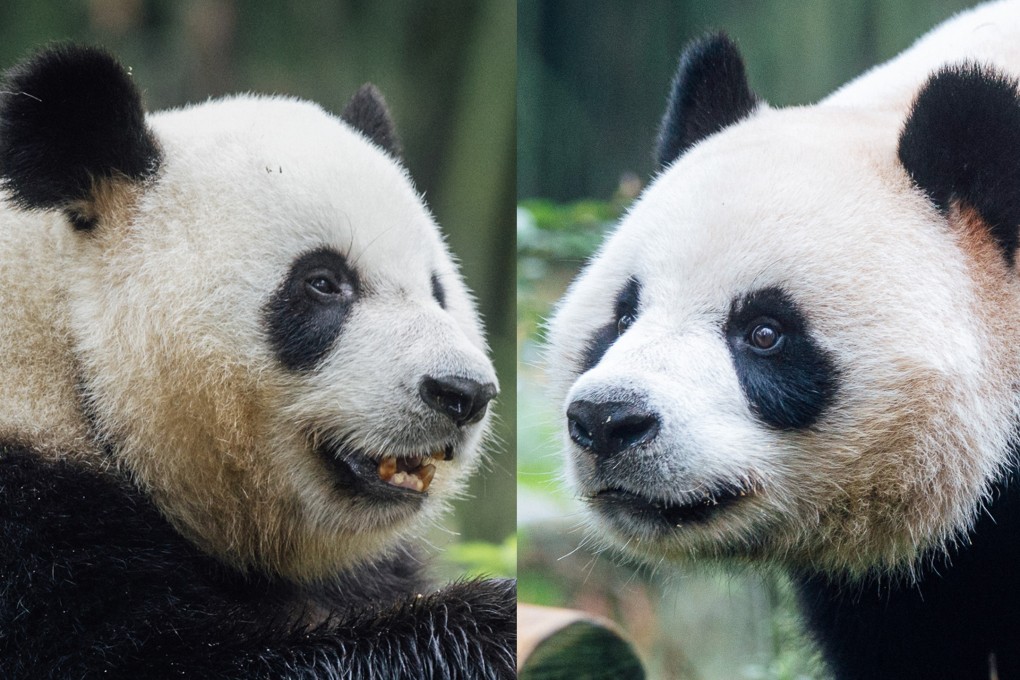 Giant pandas Ke Ke (left) and An An, as they are known in Sichuan, will touch down in Hong Kong on Thursday. Photo: Ocean Park