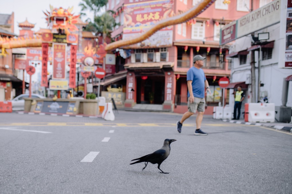A crow crosses a road in Melaka. Crows, like pigeons and rats, are classified as public pests in Malaysia due to their potential to spread diseases. Photo: Shutterstock