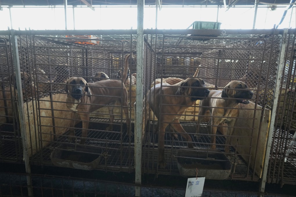 Dogs in cages at a farm in Pyeongtaek, South Korea. Photo: AP