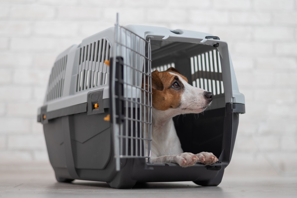 A survey by an organisation led by a Hong Kong lawmaker has found that most pet owners want quarantine regulations relaxed. Photo: Shutterstock