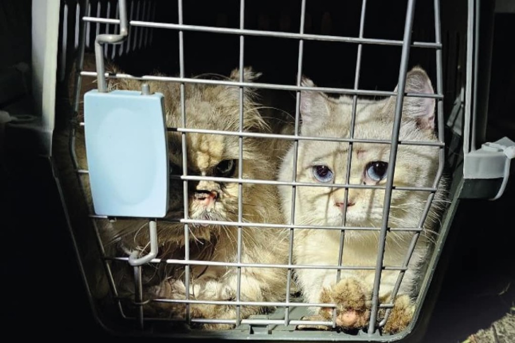 The Society for the Prevention of Cruelty to Animals says the abandoned cats are of a variety of breeds, which included expensive ones such as British Shorthairs and Chinchillas. Photo: Handout