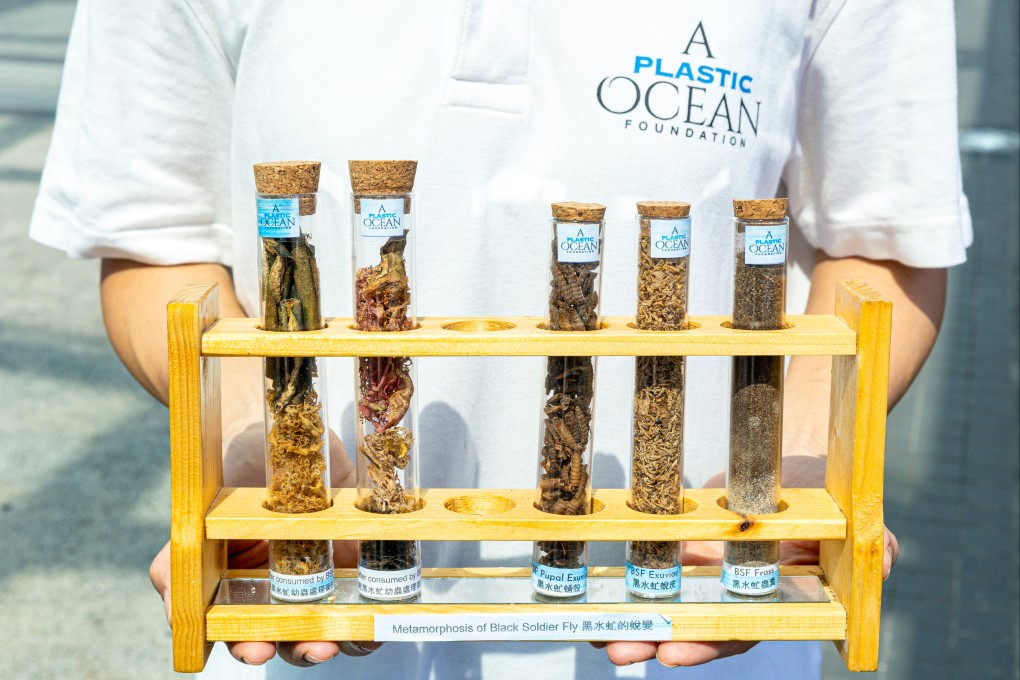A Plastic Ocean Foundation uses black soldier flies to compost food waste. Photo: Kong Yat-pang