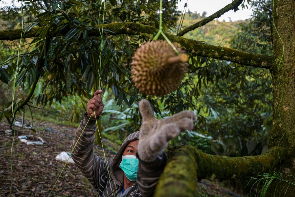 A worker harvests durian at a farm in Malaysia’s Pahang state. Traders have become more reliant on China’s appetite for the so-called king of fruits. Photo: AFP