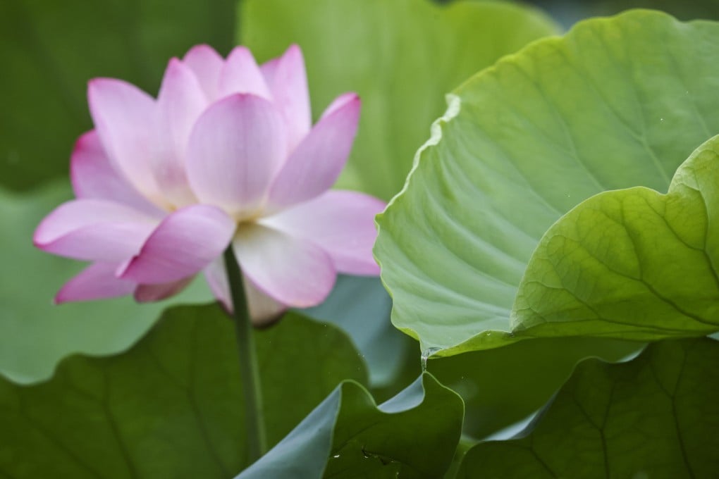 Chinese scientists have created energy from lotus leaves, opening the door to plants as a power source. Photo: K. Y. Cheng