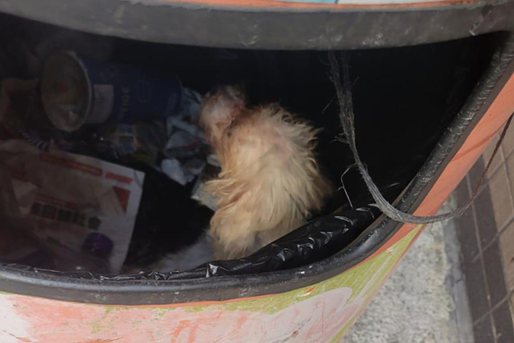 The white poodle was found in a rubbish bin in North Point by a passer-by, who called the police. Photo: Hong Kong Animal Post