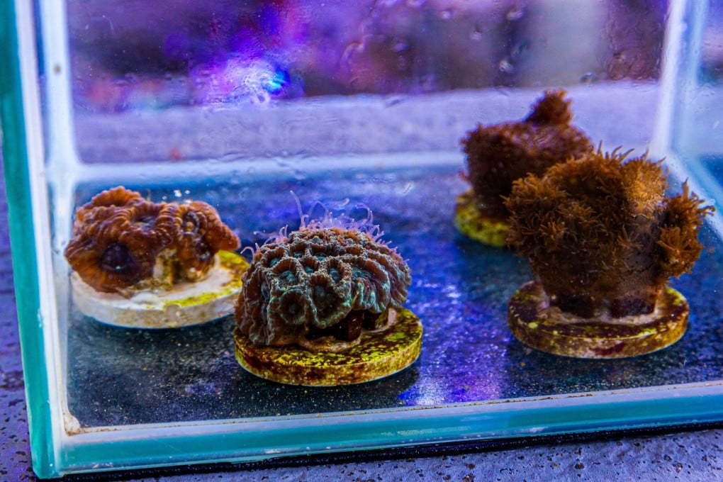 Baby coral reefs. Photo: Kong Yat-pang