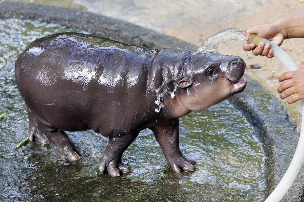 Moo Deng, a female baby pygmy hippo, became a Thai zoo’s starlet and global online celebrity after a zookeeper posted videos of her on social media. Photo: EPA-EFE