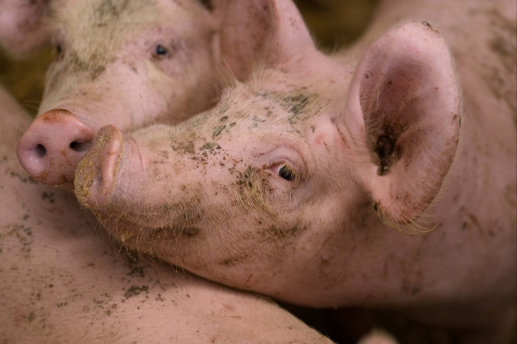 Pigs roam in a shed of the Piggly farm in Pegognaga. Photo: AP