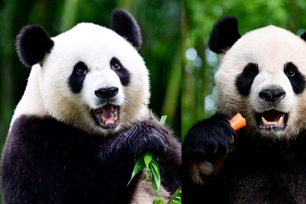 Ke Ke (left) and An An, the giant pandas gifted by Beijing, are expected to be ready to meet the Hong Kong public around Christmas, at the earliest. Photo: Bifengxia Panda Base