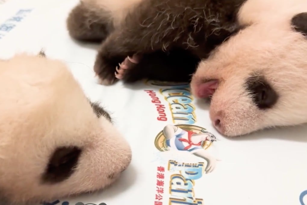 Normally, one cub spends time with a caretaker as the other is nursed by Ying Ying, who is learning the ropes of motherhood. Photo: Ocean Park