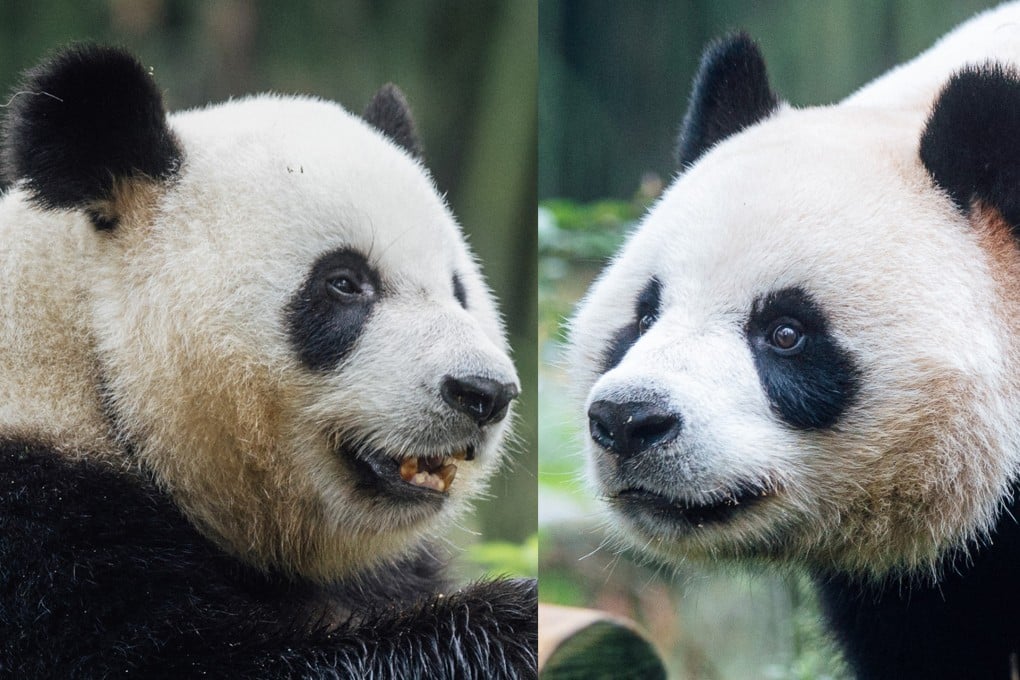 Ke Ke (left) and An An arrived from Sichuan province last week. Photo: Ocean Park