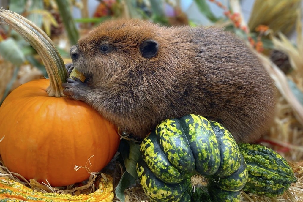 Nibi the beaver at the Newhouse Wildlife Rescue in Chelmsford, Massachusetts in 2023. Photo: AP