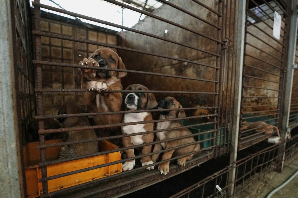 Dogs in a cage at a farm in Pyeongtaek, South Korea. Photo: AP