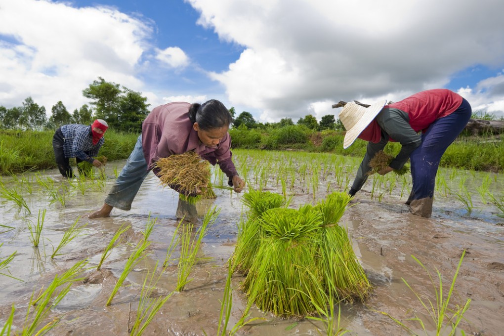 Farmers working the fields in Isaan region, Thailand. Photo: Shutterstock