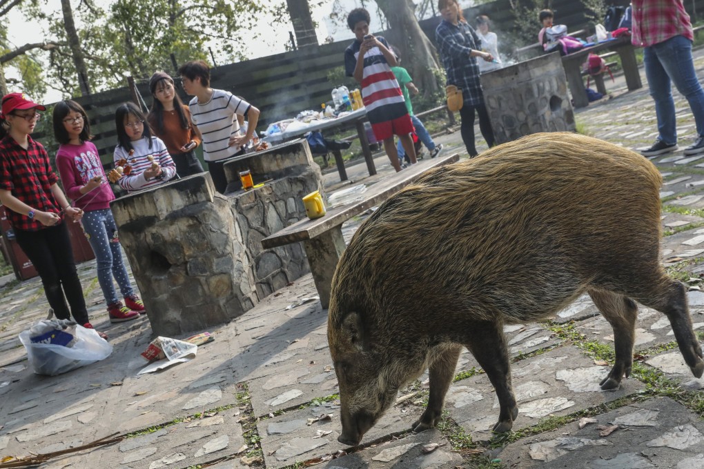 Experts have warned of a growing trend of boars being fed by humans, encouraging them to approach people. Photo: Felix Wong