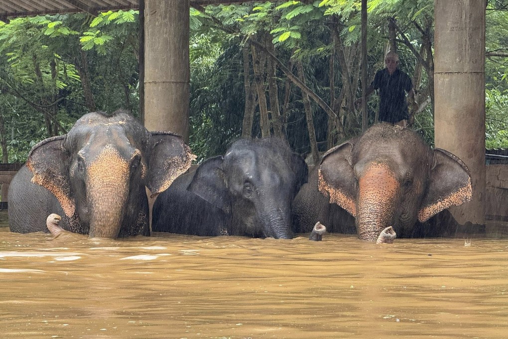 Elephants stand in floodwaters at a sanctuary in Thailand’s Chiang Mai province on October 3. Photo: Photo: Elephant Nature Park Via AP