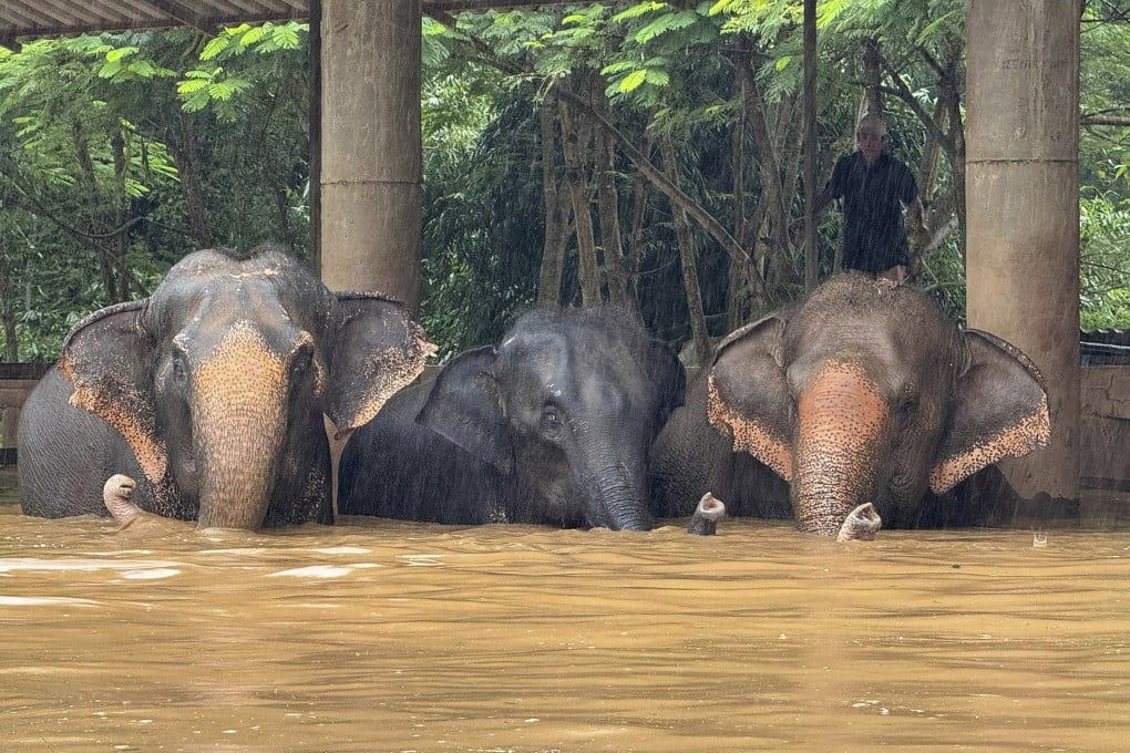 Elephants stand in floodwaters at a sanctuary in Thailand’s Chiang Mai province on October 3. Photo: Photo: Elephant Nature Park Via AP