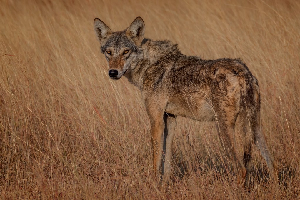 The Indian wolf (Canis lupus pallipes) is a subspecies of grey wolf that ranges from Southwest Asia to the Indian Subcontinent. Indian wolves are the largest species of canid found in India. Photo: Shutterstock.
