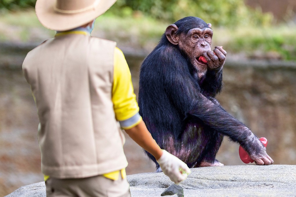 Police in Japan are investigating a zookeeper suspected of stealing animal food supplies for his own use, and profit. Photo: SCMP composite/Shutterstock