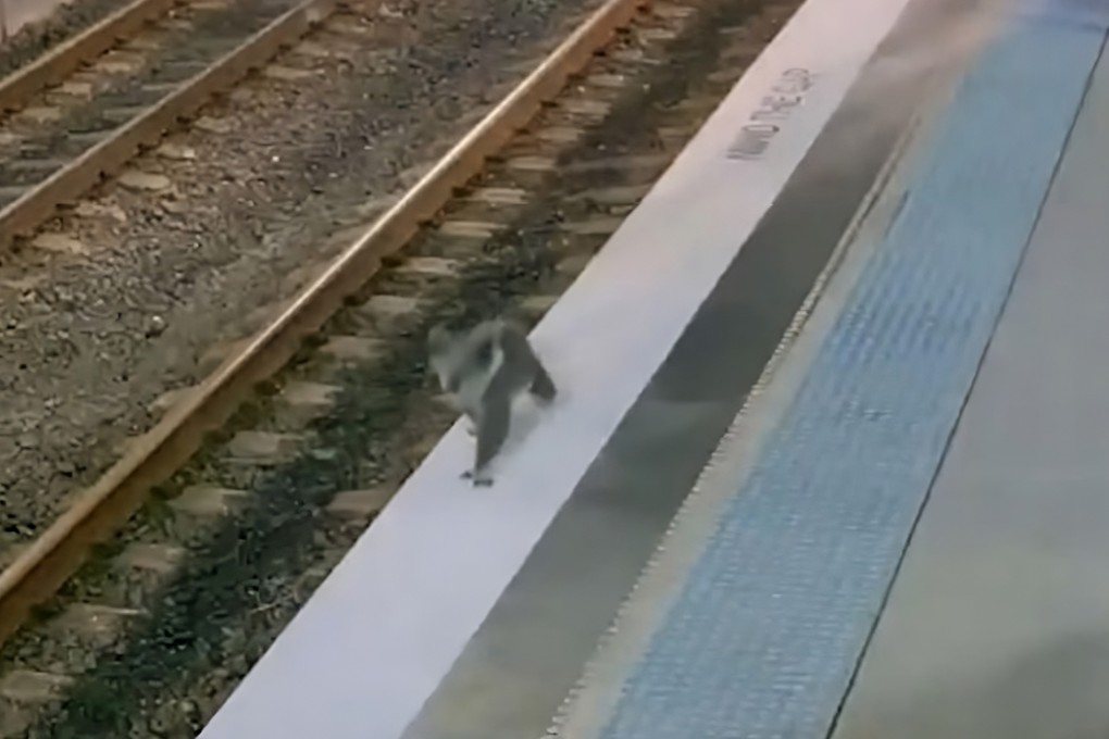 A koala walks perilously close to the platform edge at Sydney’s Casula station in this still from video footage released by Transport for New South Wales. Photo: Facebook/TransportforNSW