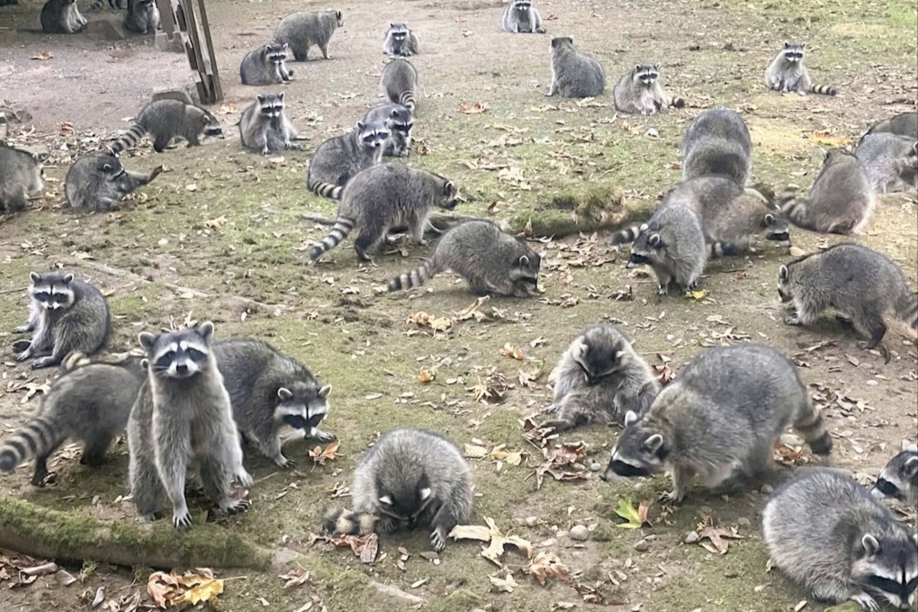 Footage provided by the Kitsap County Sheriff’s Office shows a large group of raccoons on a woman’s property in Poulsbo, Washington. Photo: Kitsap County Sheriff’s Office via AP