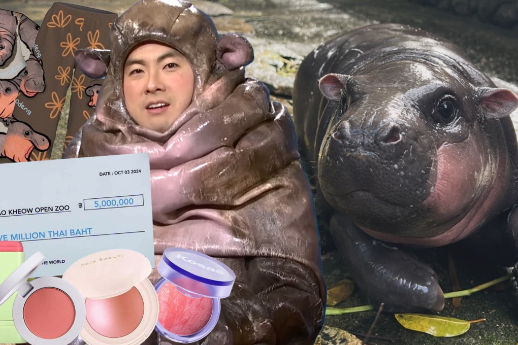A baby hippo in a Thai zoo has become an unlikely global internet sensation. Photo: SCMP composite/IG/Facebook/X/YouTube